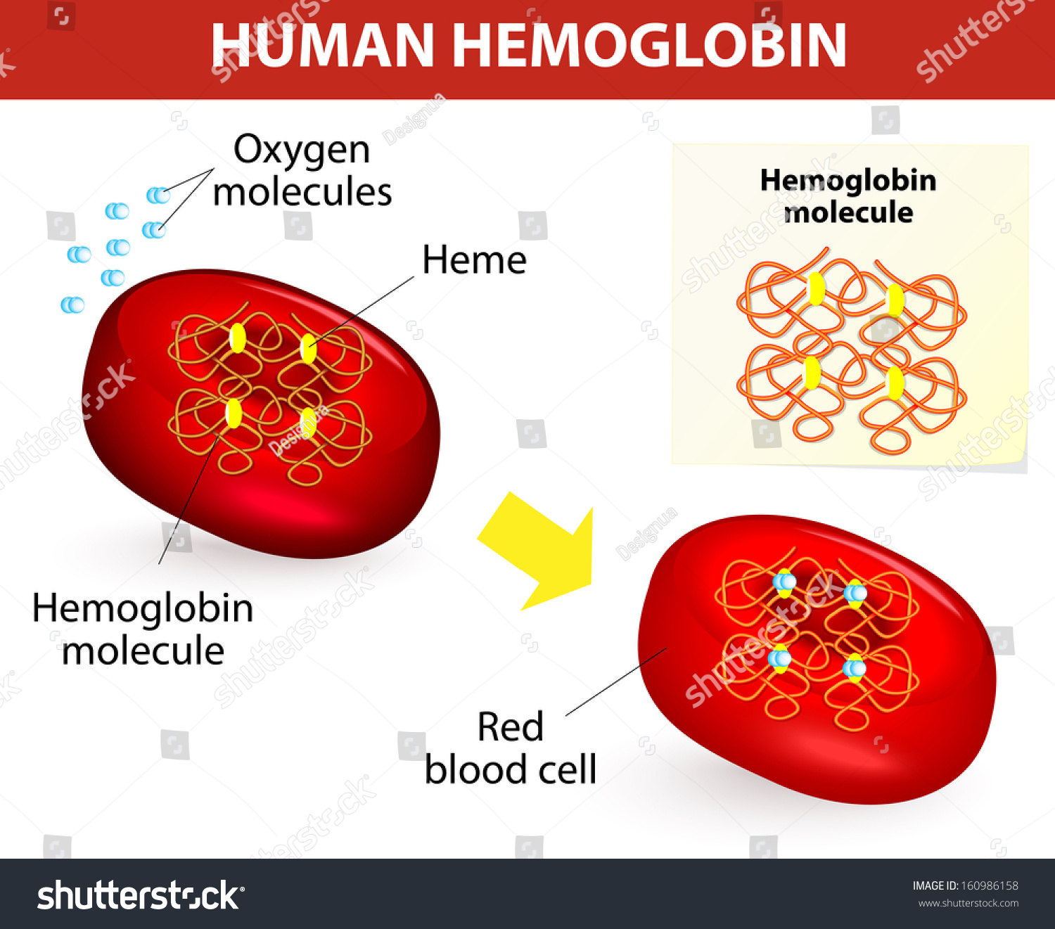 Structure De La Molécule D'hémoglobine Humaine. : Image Vectorielle De ...