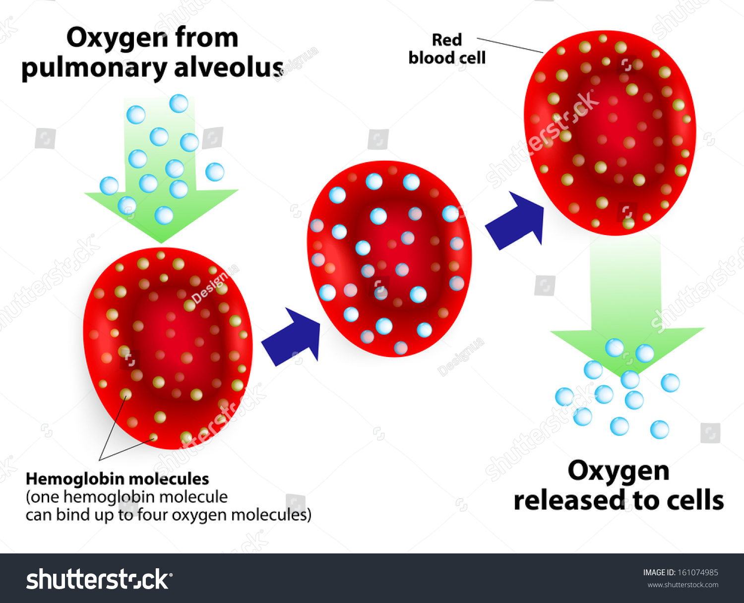 Hemoglobin Molecules One Hemoglobin Molecule Can Stock Vector (Royalty ...