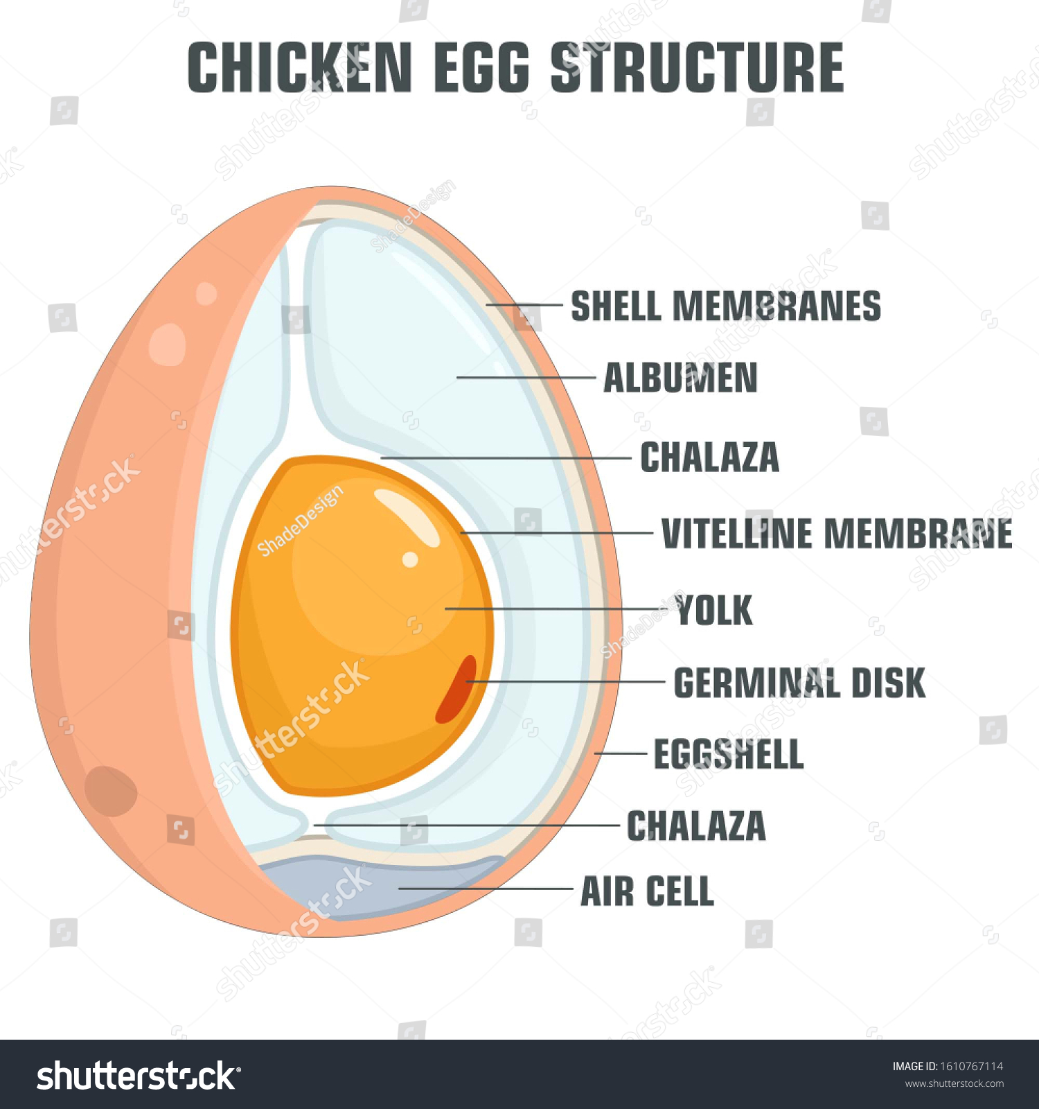 Science Vector Icon Chicken Egg Structure Stock Illustration 1610767114 ...