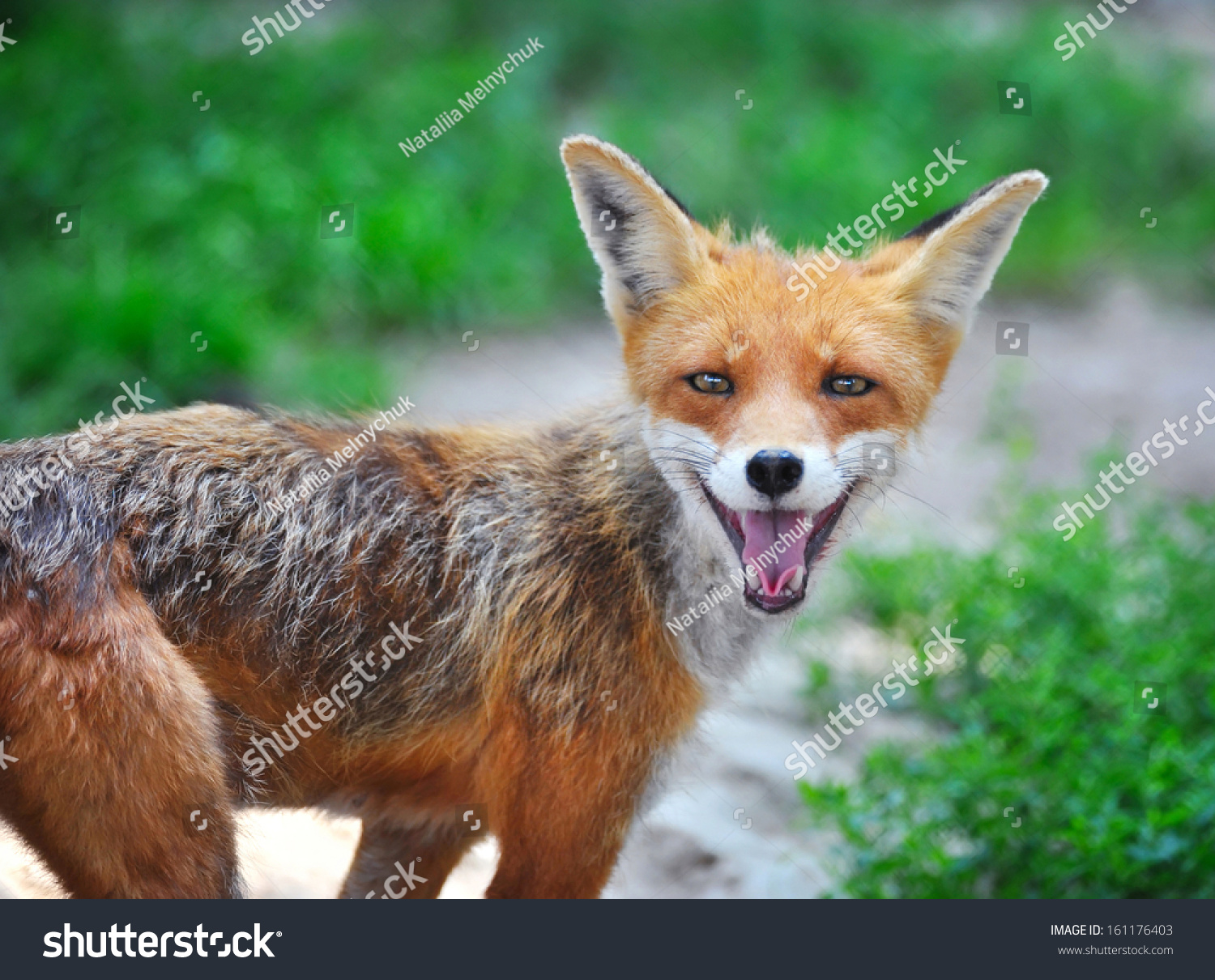 31,325 imágenes de Smiling fox - Imágenes, fotos y vectores de stock ...