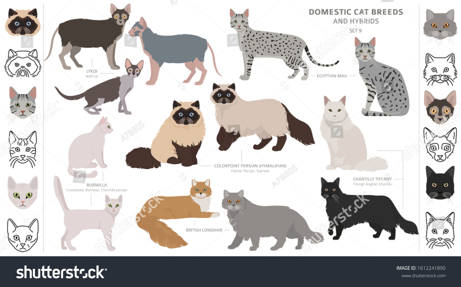 Domestic Cat Breeds Hybrids Collection Isolated Stock Vector (Royalty ...