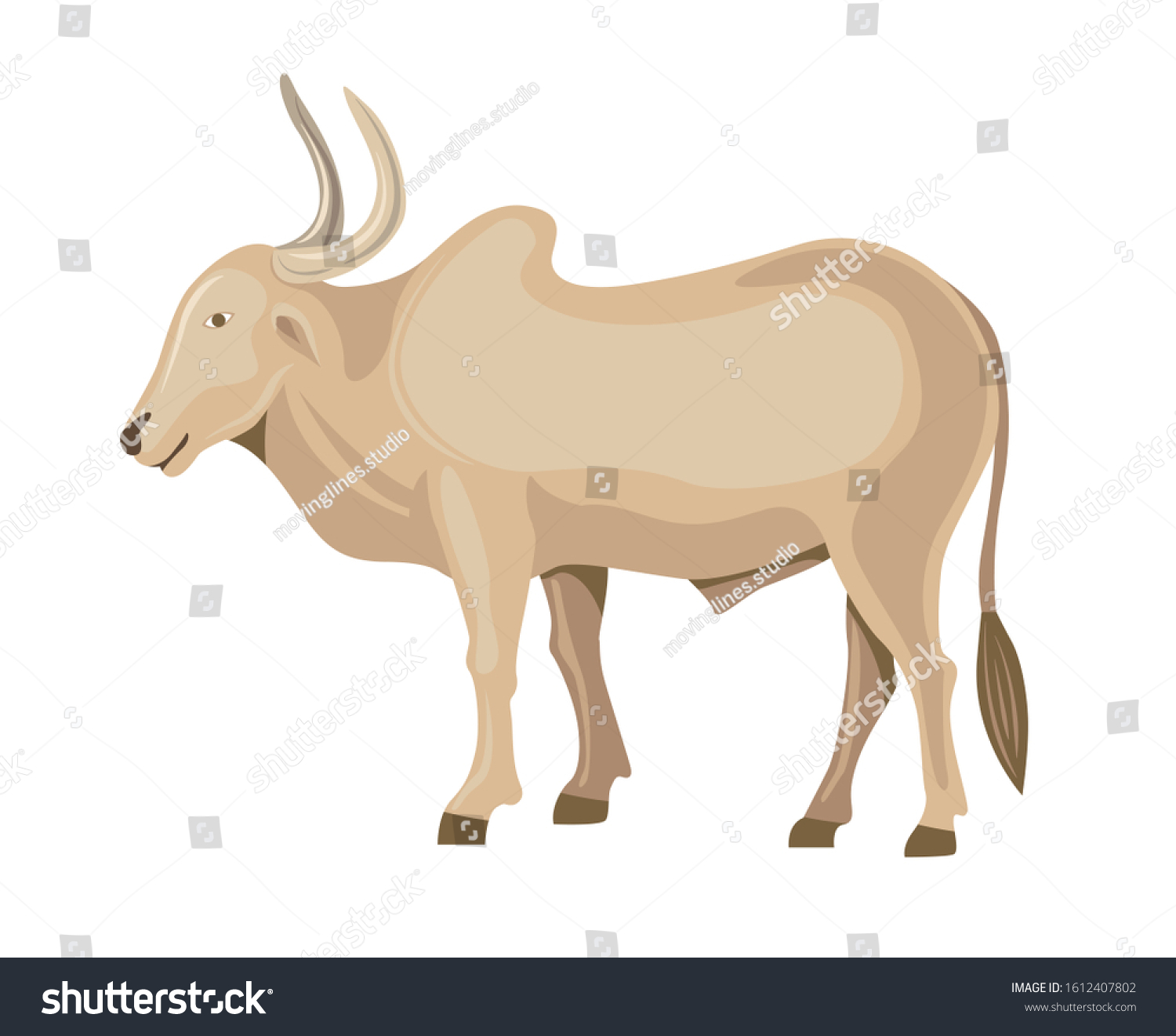 Indian Bullock Standing Isolated Vector Illustration Stock Vector ...