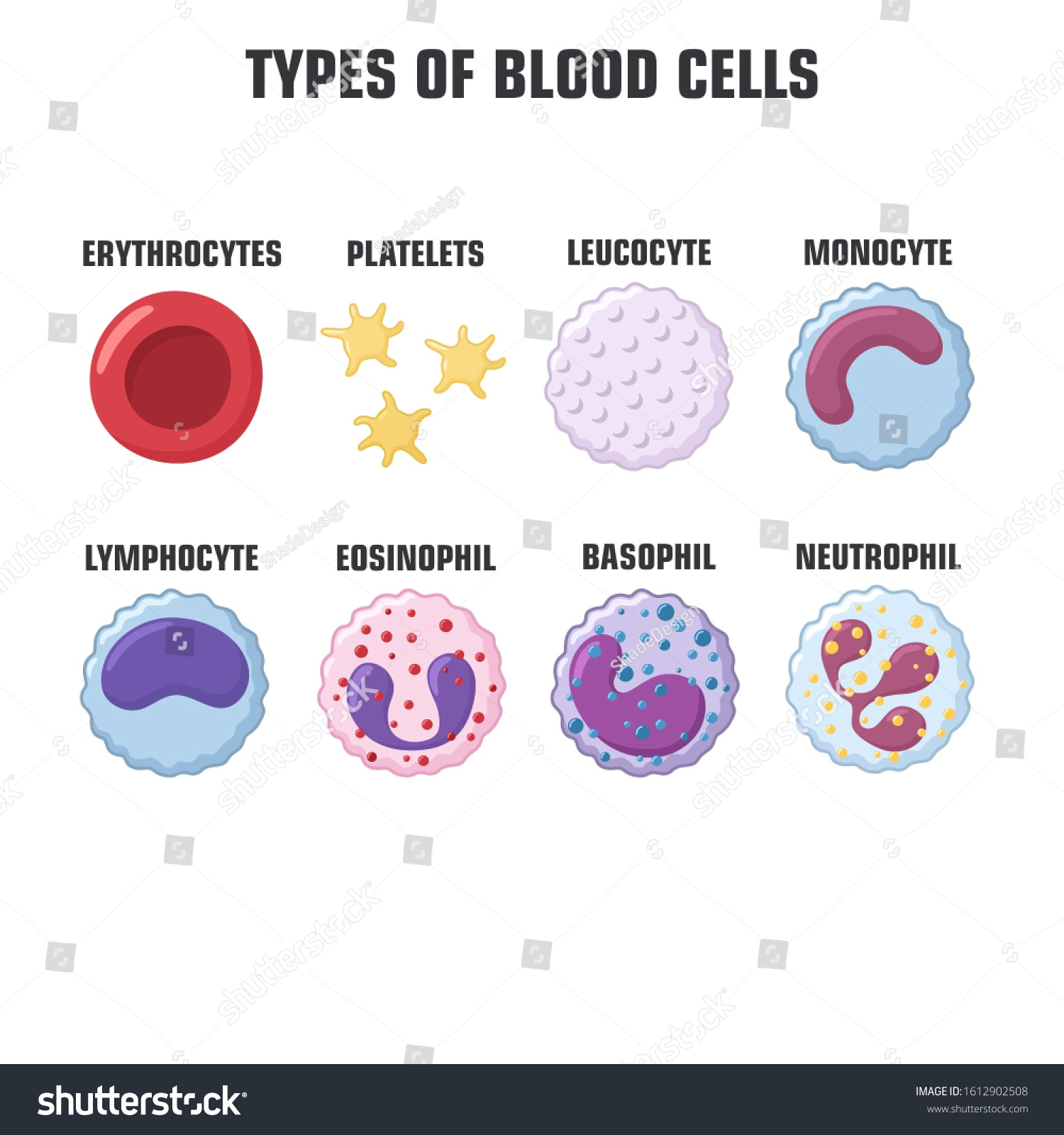 1,366 Blood Cells Stock Illustration Images, Stock Photos & Vectors 