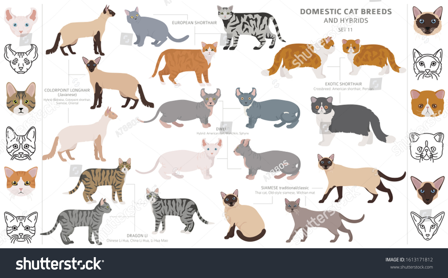 Domestic Cat Breeds Hybrids Collection Isolated Stock Vector (Royalty ...