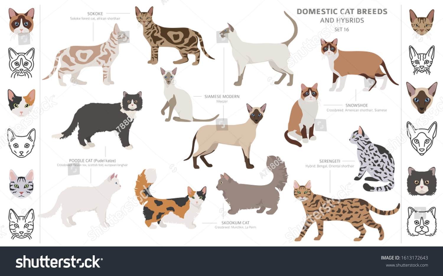 Domestic Cat Breeds Hybrids Collection Isolated Stock Vector (Royalty ...