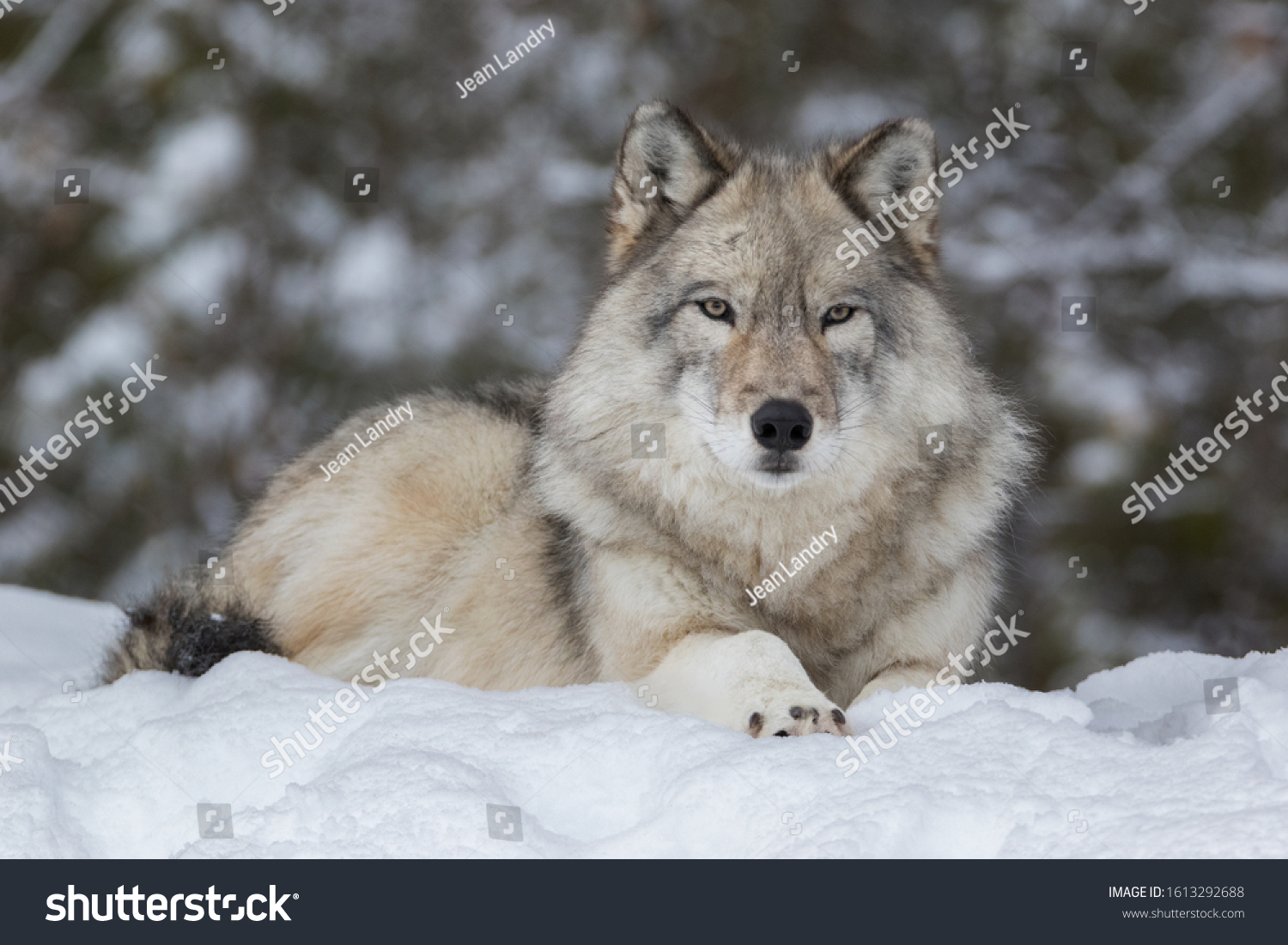 Close Gray Wolf Laying Down Snow Stock Photo 1613292688 | Shutterstock
