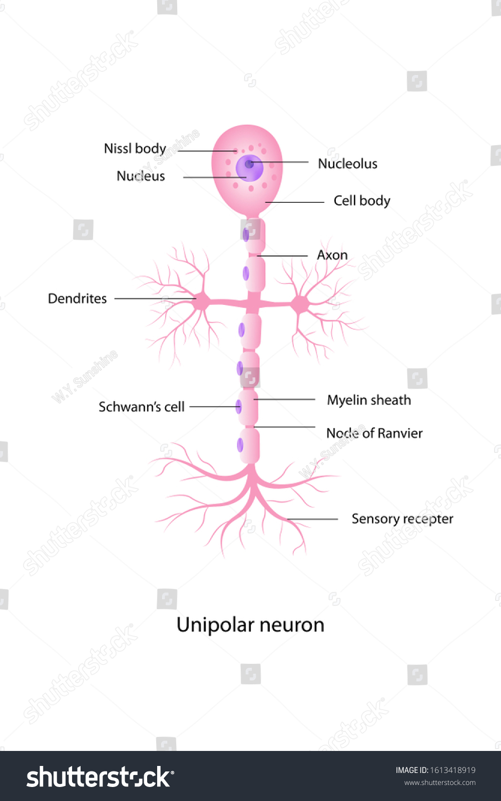 Nerve Cell Anatomy Shows Cell Body Stock Illustration 1613418919 ...