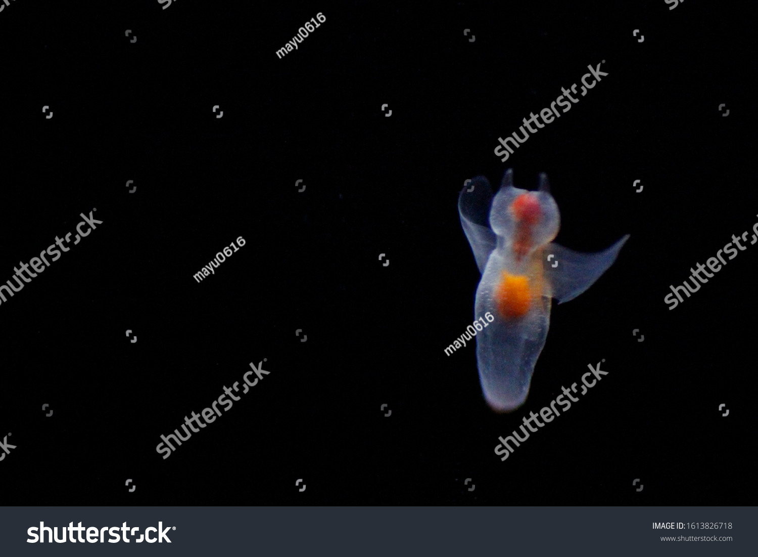 Naked Sea Butterfly Sea Angel Called Stock Photo Shutterstock