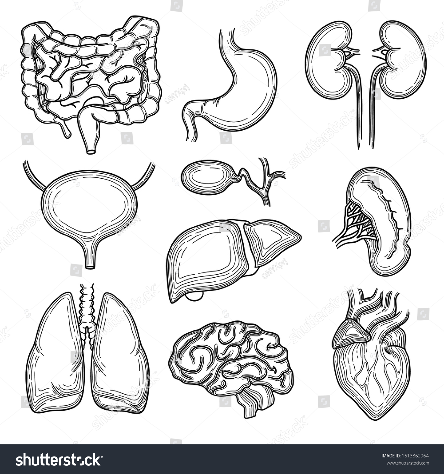 Human Organs Sketch Brain Kidney Heart Stock Vector (Royalty Free ...