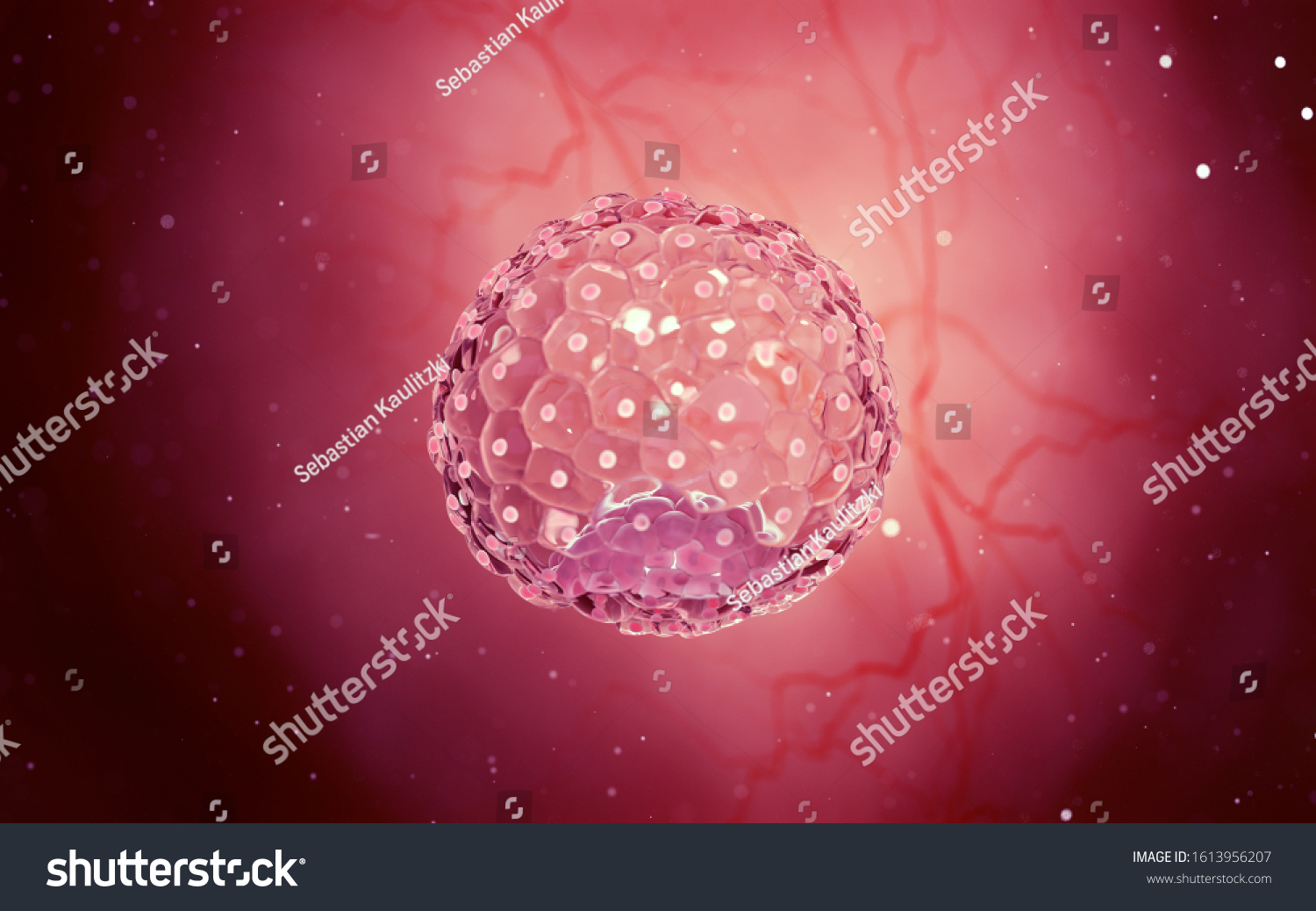 3d Rendered Medical Illustration Blastocyst Stock Illustration