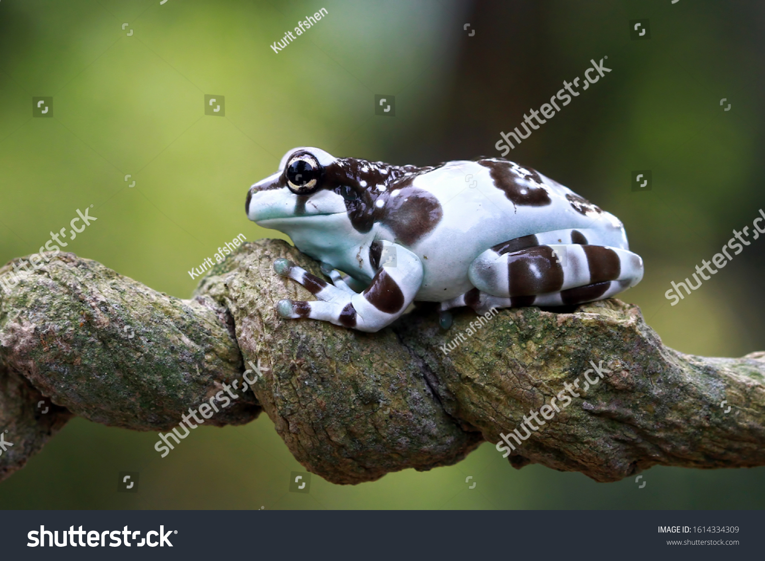 Амазонская молочная лягушка