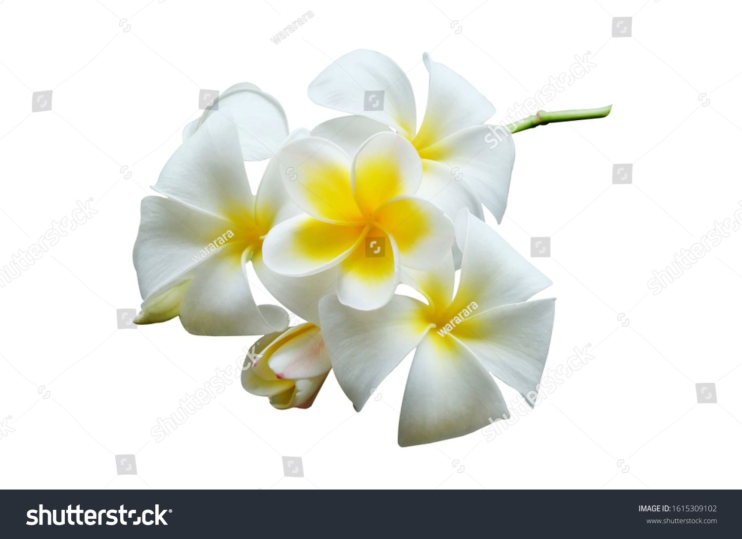 Plumeria Prangipani Flowers On White Background Stock Photo 1615309102 ...