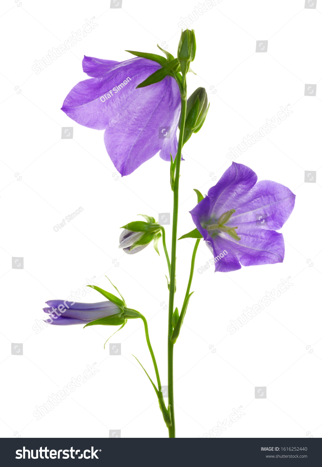 6,205 Campanula Isolated Stock Photos, Images & Photography 