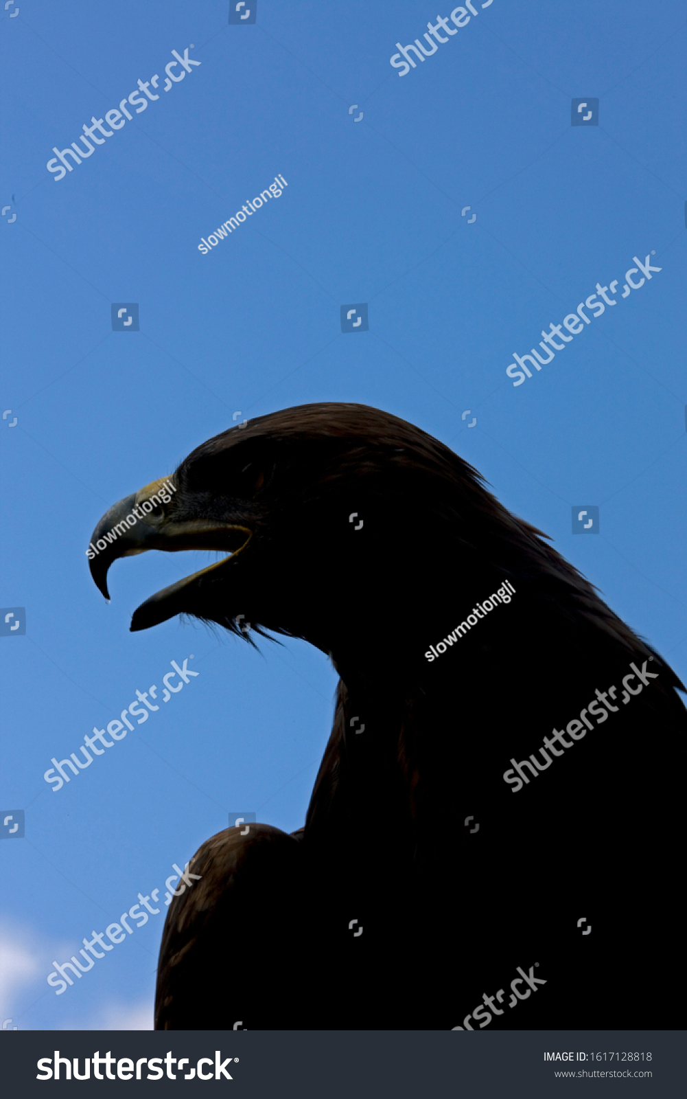 Golden Eagle Aquila Chrysaetos Silhouette Stock Photo 1617128818 ...