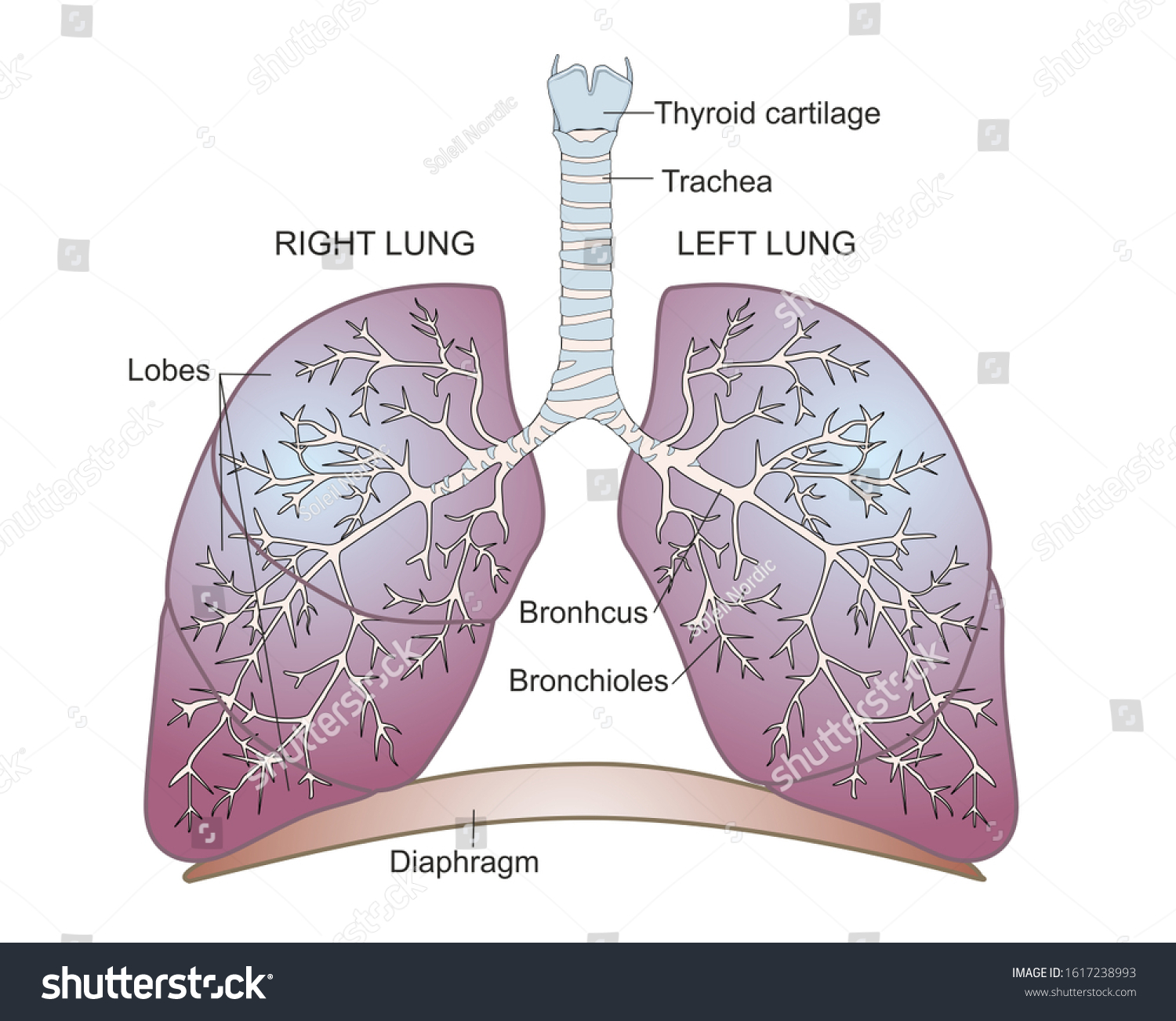 Structure Human Lungs Illustration Shows Trachea Stock Illustration 