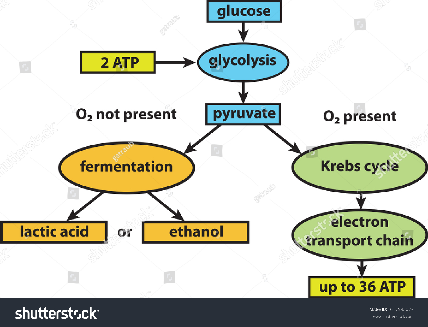 Flow Chart Cellular Respiration Pathways Stock Vector (Royalty Free