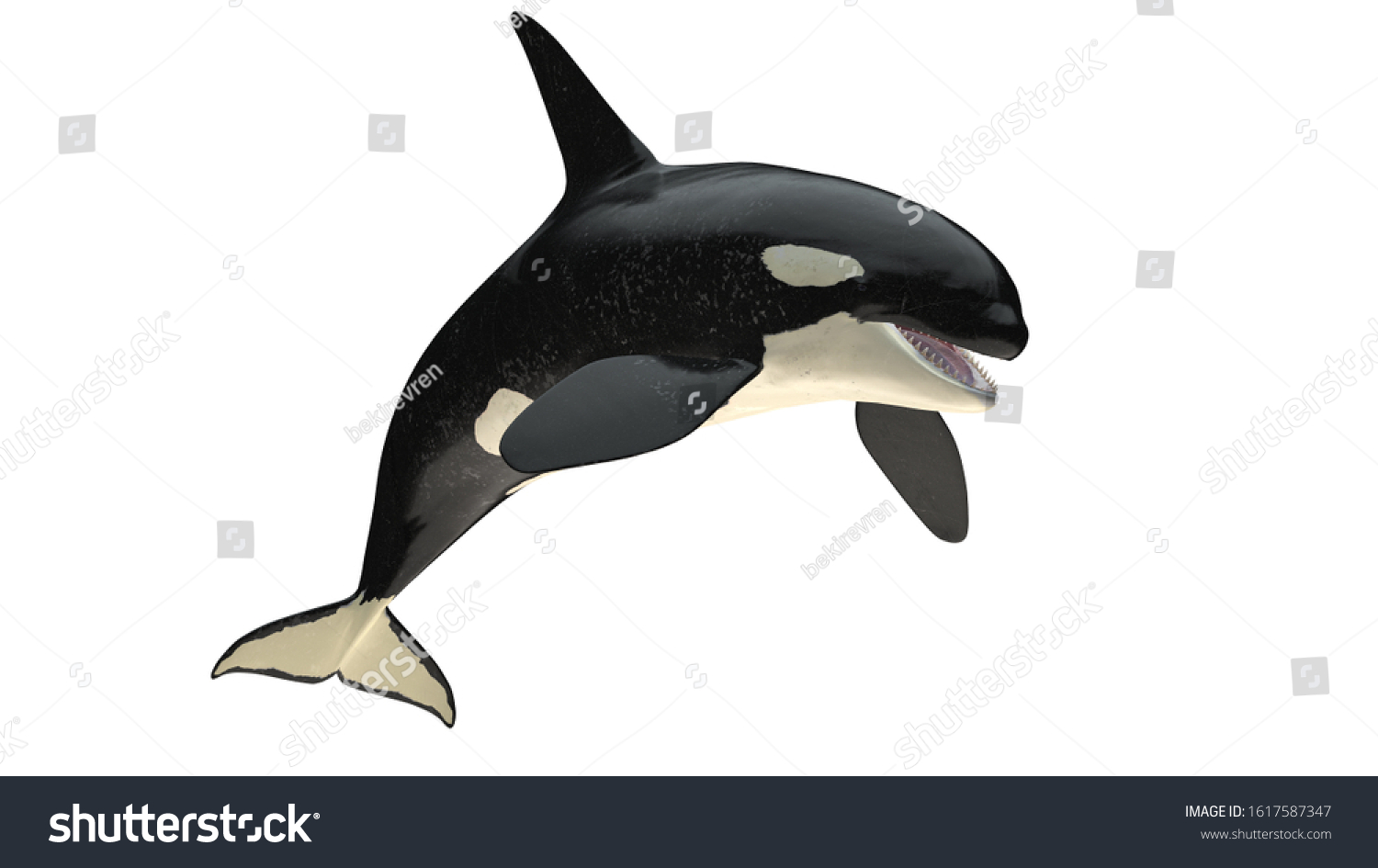 Isolated Killer Whale Orca Open Mouth Stock Illustration 1617587347 ...