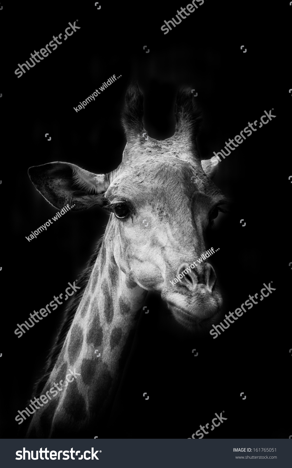 Portrait Giraffe Black Background Stock Photo 161765051 | Shutterstock