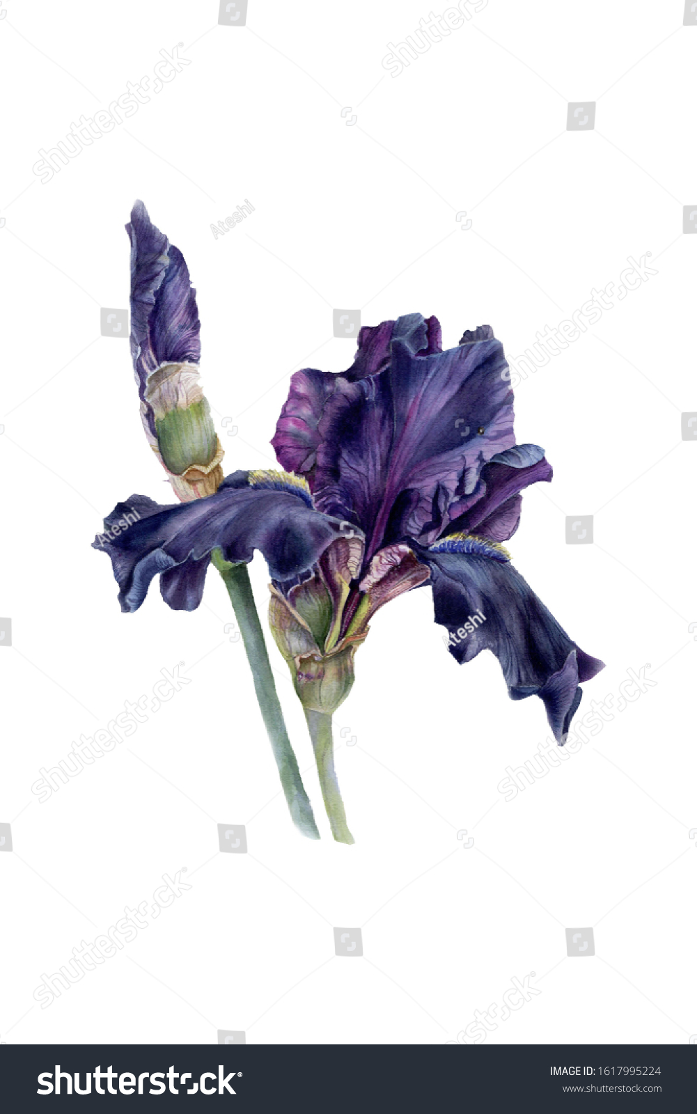 Black Iris Botanical Illustration Watercolor Stock Illustration ...