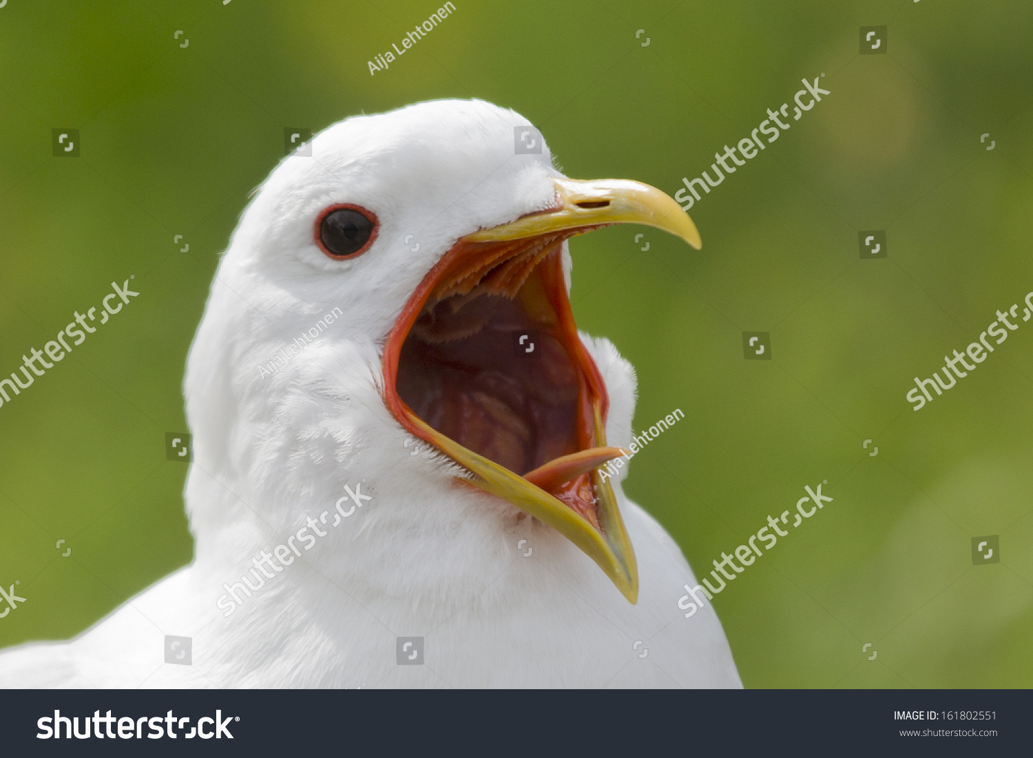 Кричащая птица