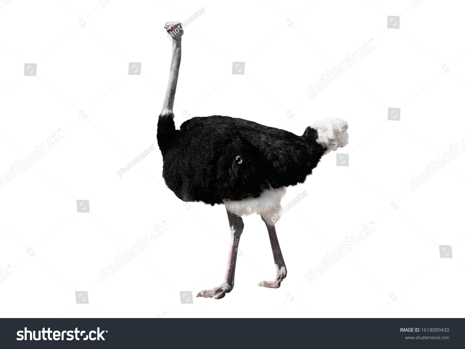 African Ostrich Isolated On White Background Stock Photo 1618089430 ...