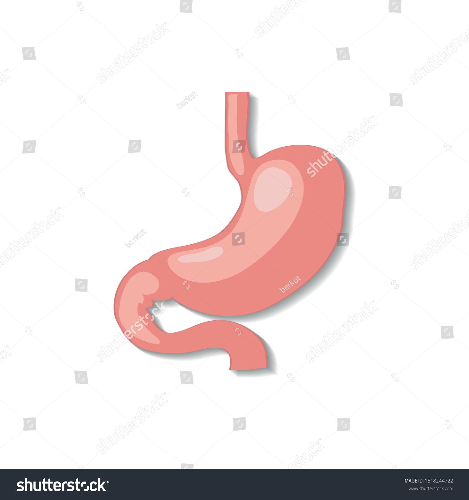 Cartoon Stomach Illustrations Doctors Stock Vector (Royalty Free ...