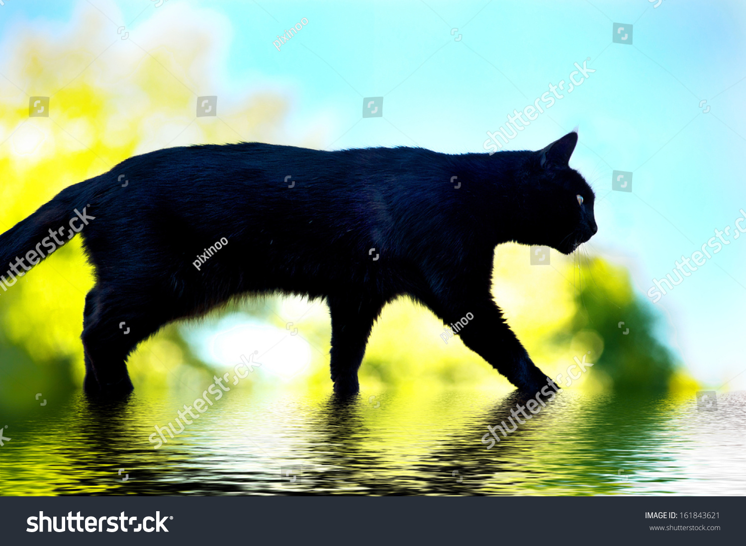 Черная кошка суеверие