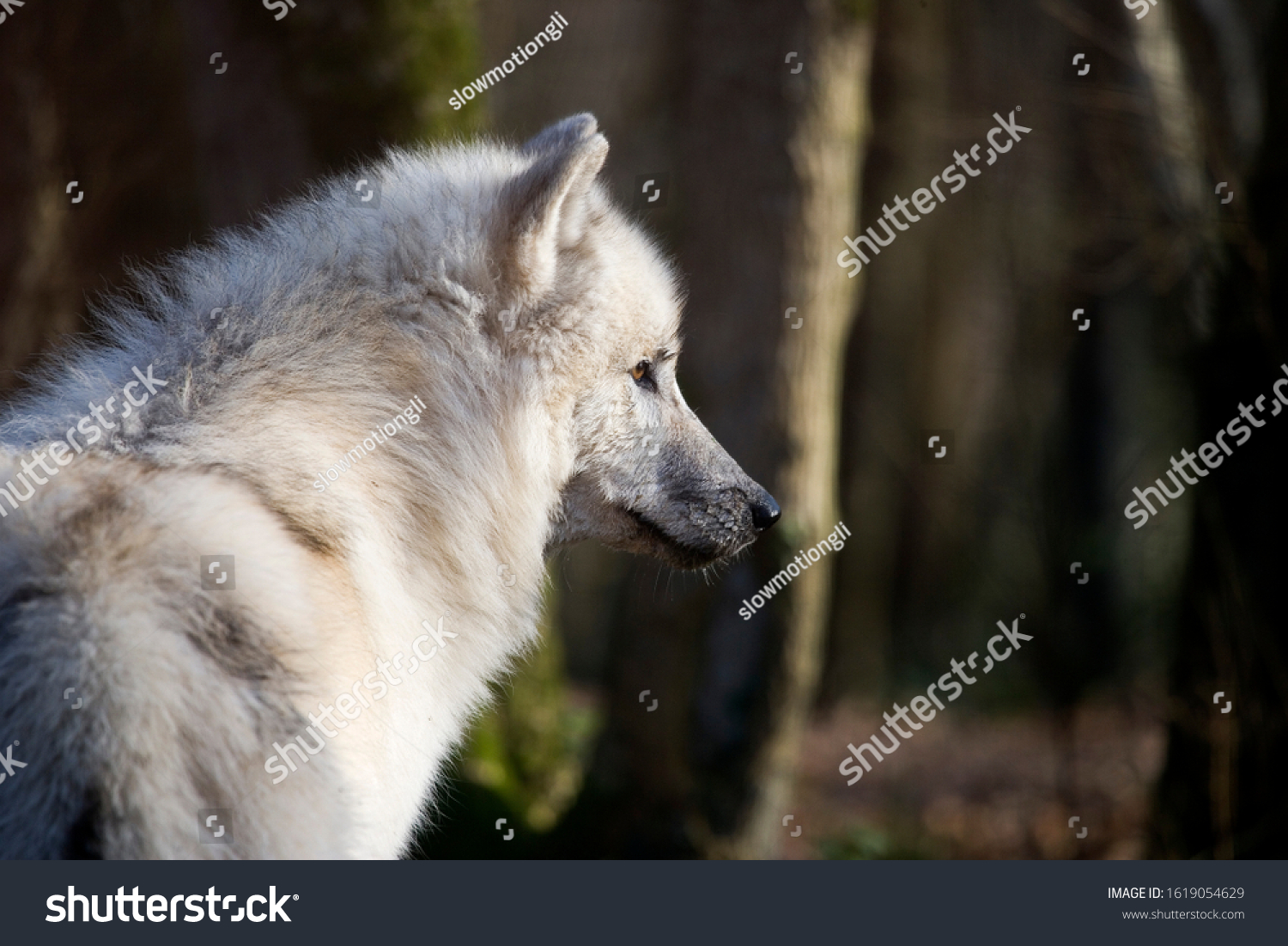 Arctic Wolf Canis Lupus Tundrarum Stock Photo Shutterstock