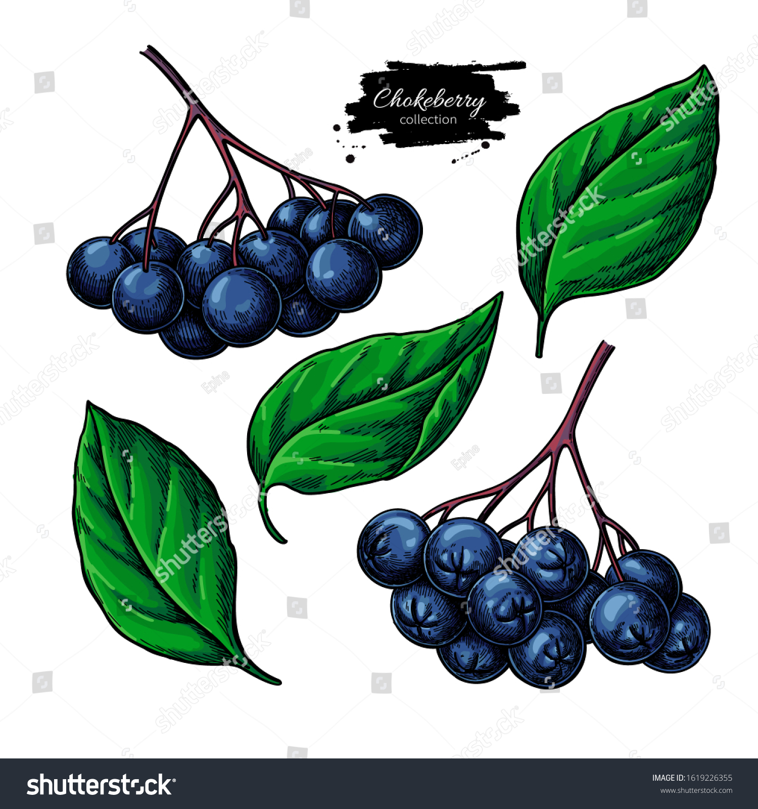 Chokeberry Vector Drawing Hand Drawn Botanical Stock Vector (Royalty ...