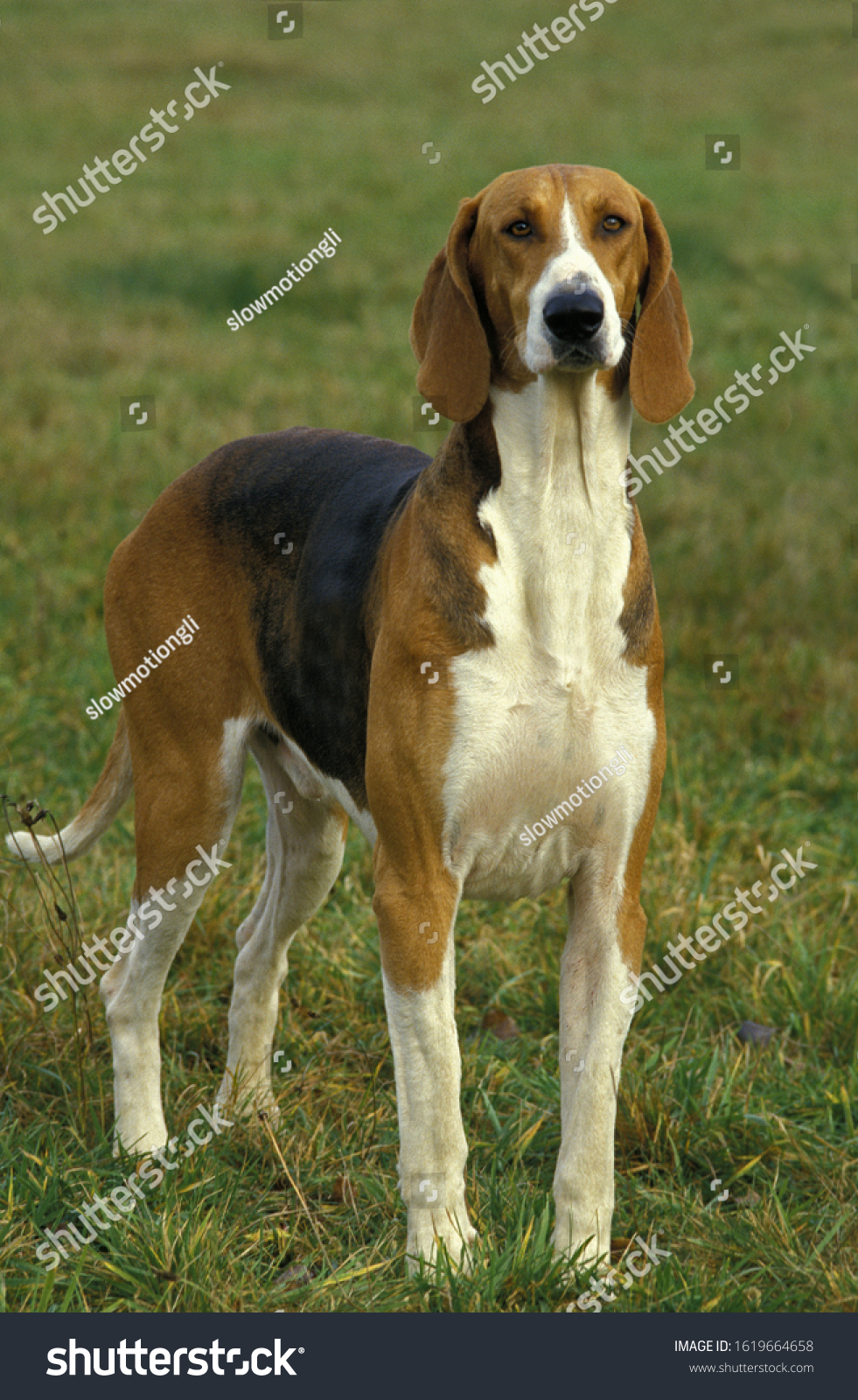 are poitevin hound noisy