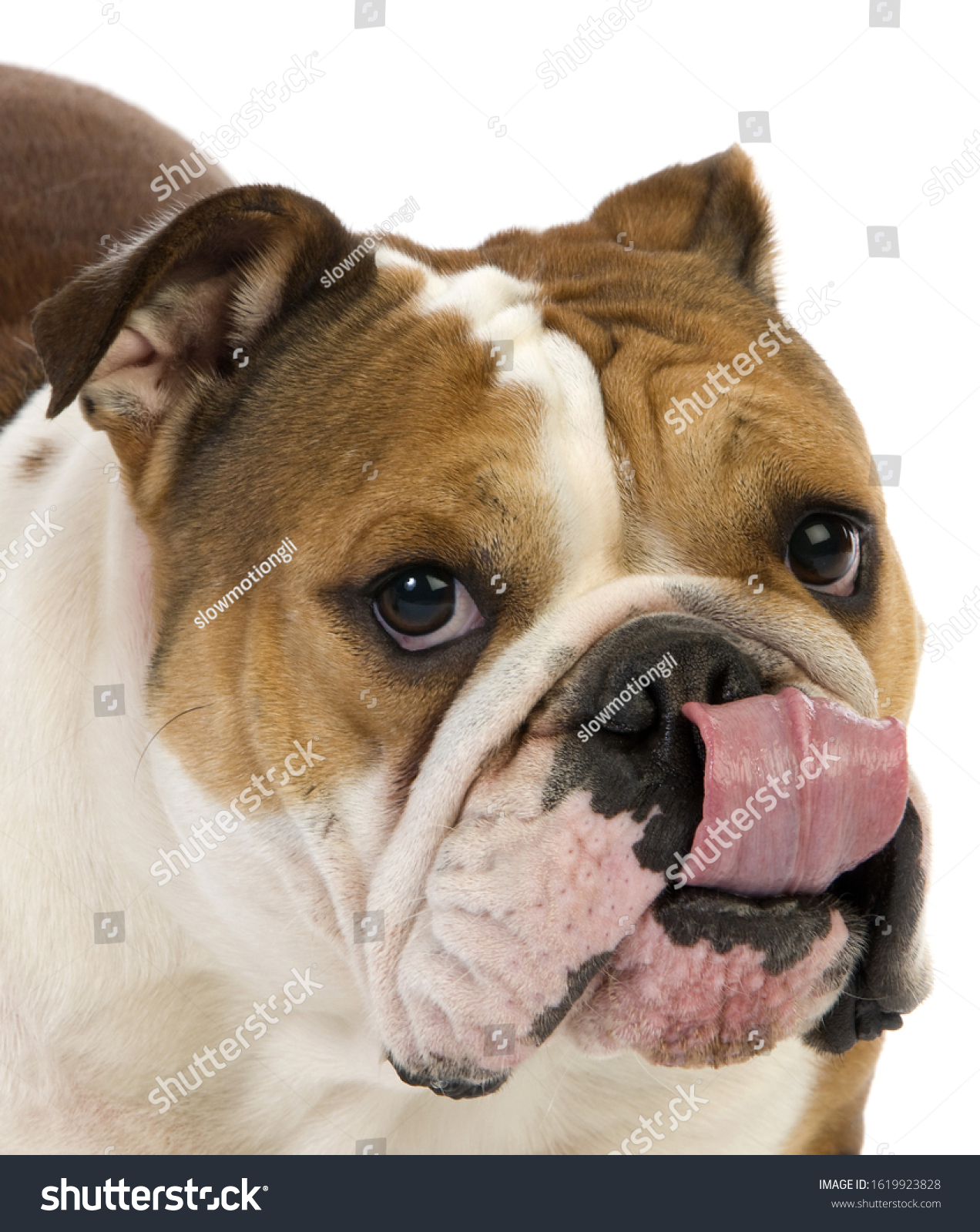 are english bulldogs noisy