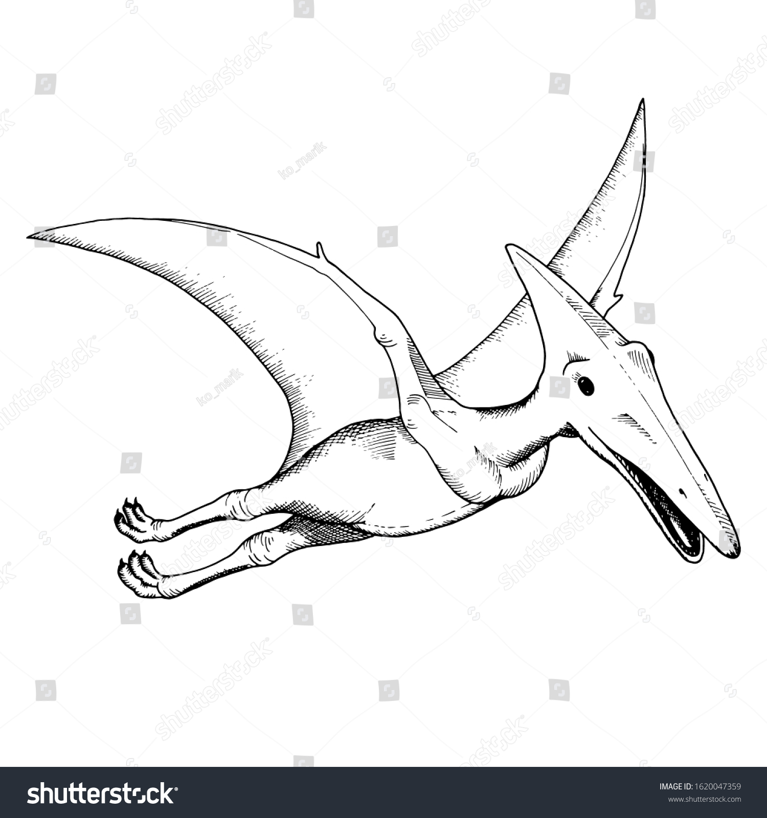 Original Design Pterodactyl Posters Coloring Book Stock Vector (royalty 