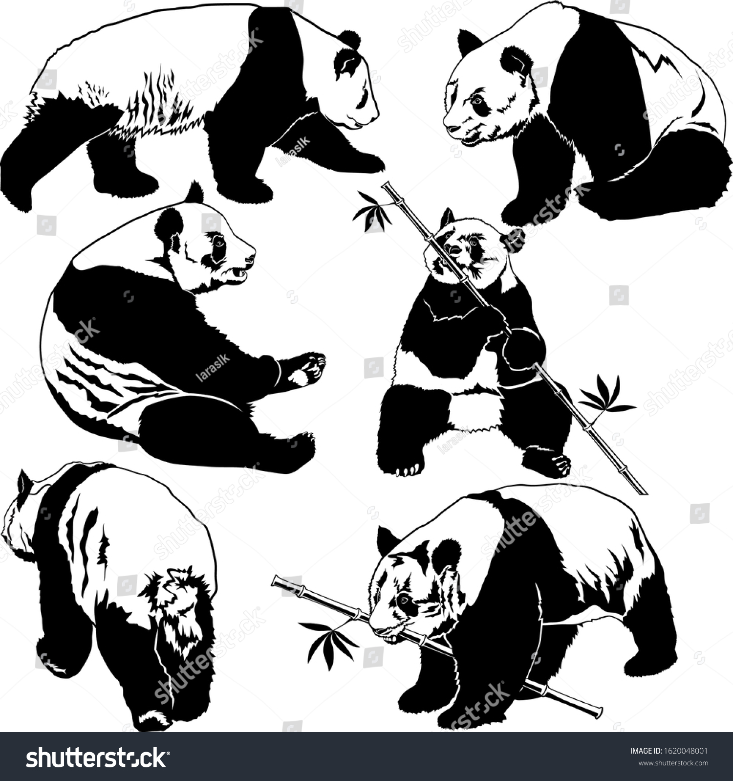 Set Vector Panda Bears Different Positions Stock Vector Royalty Free 1620048001 Shutterstock 