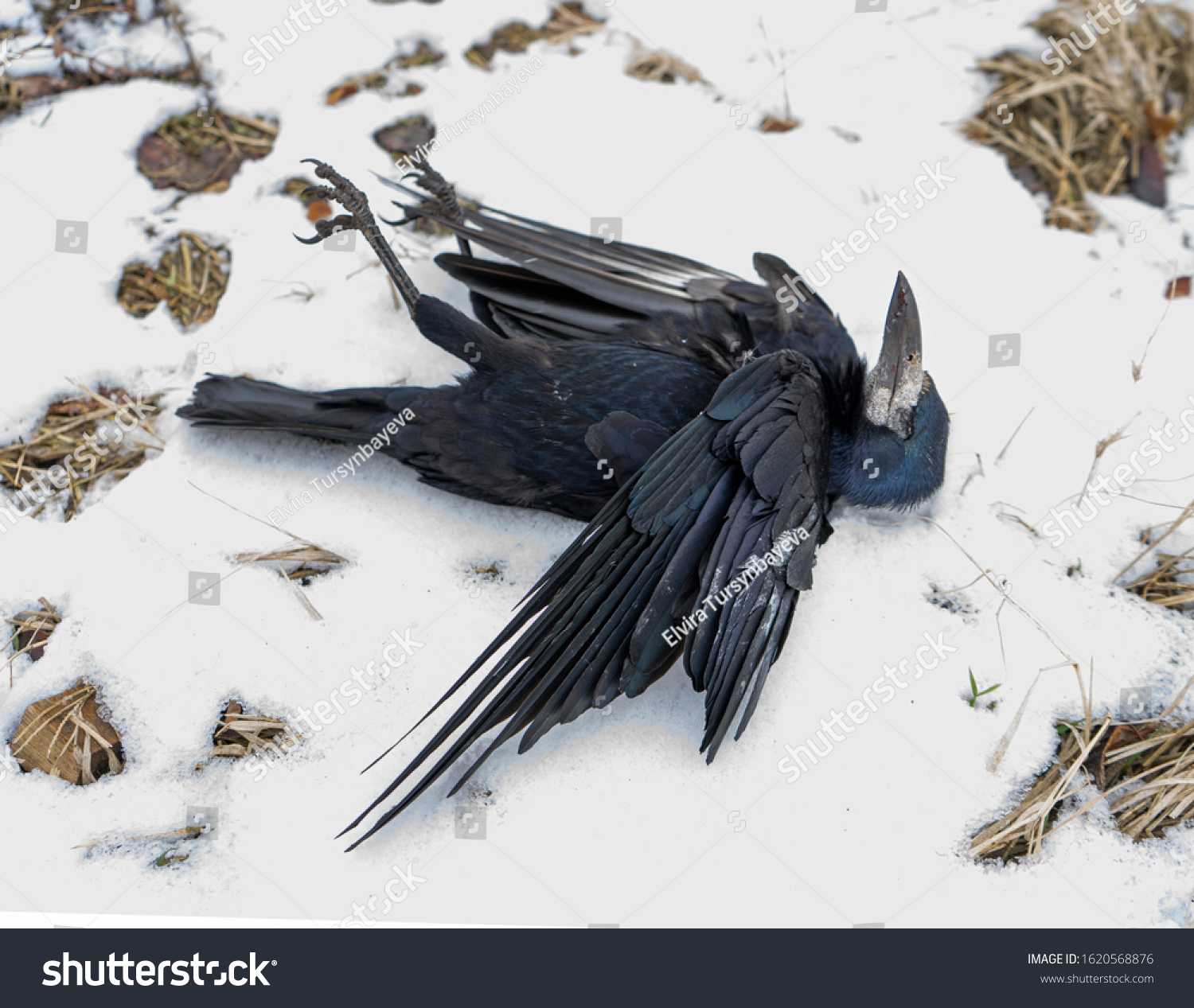 Dead Bird Corpse Black Raven Dead Stock Photo 1620568876 | Shutterstock