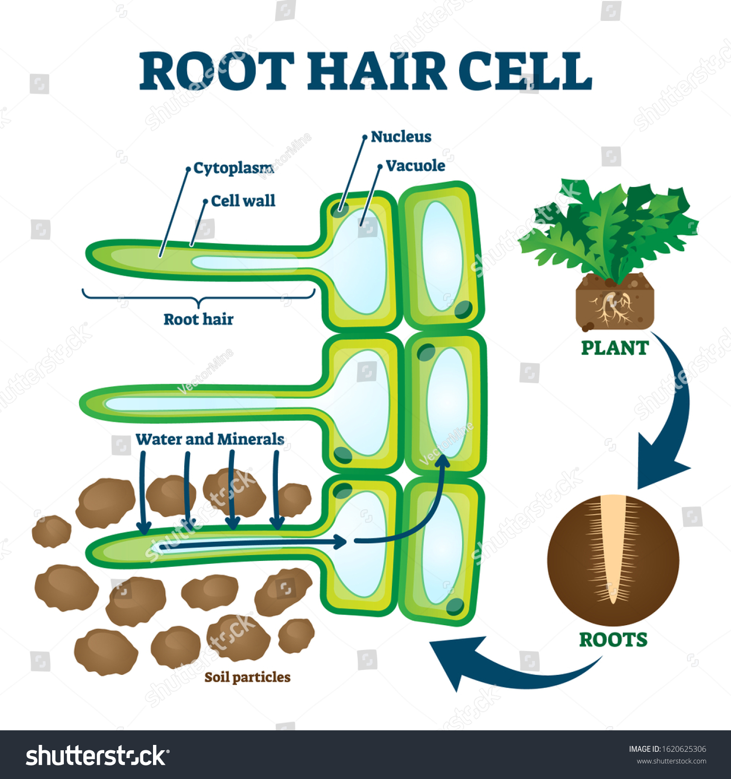 1-054-im-genes-de-root-hair-cell-structure-im-genes-fotos-y-vectores