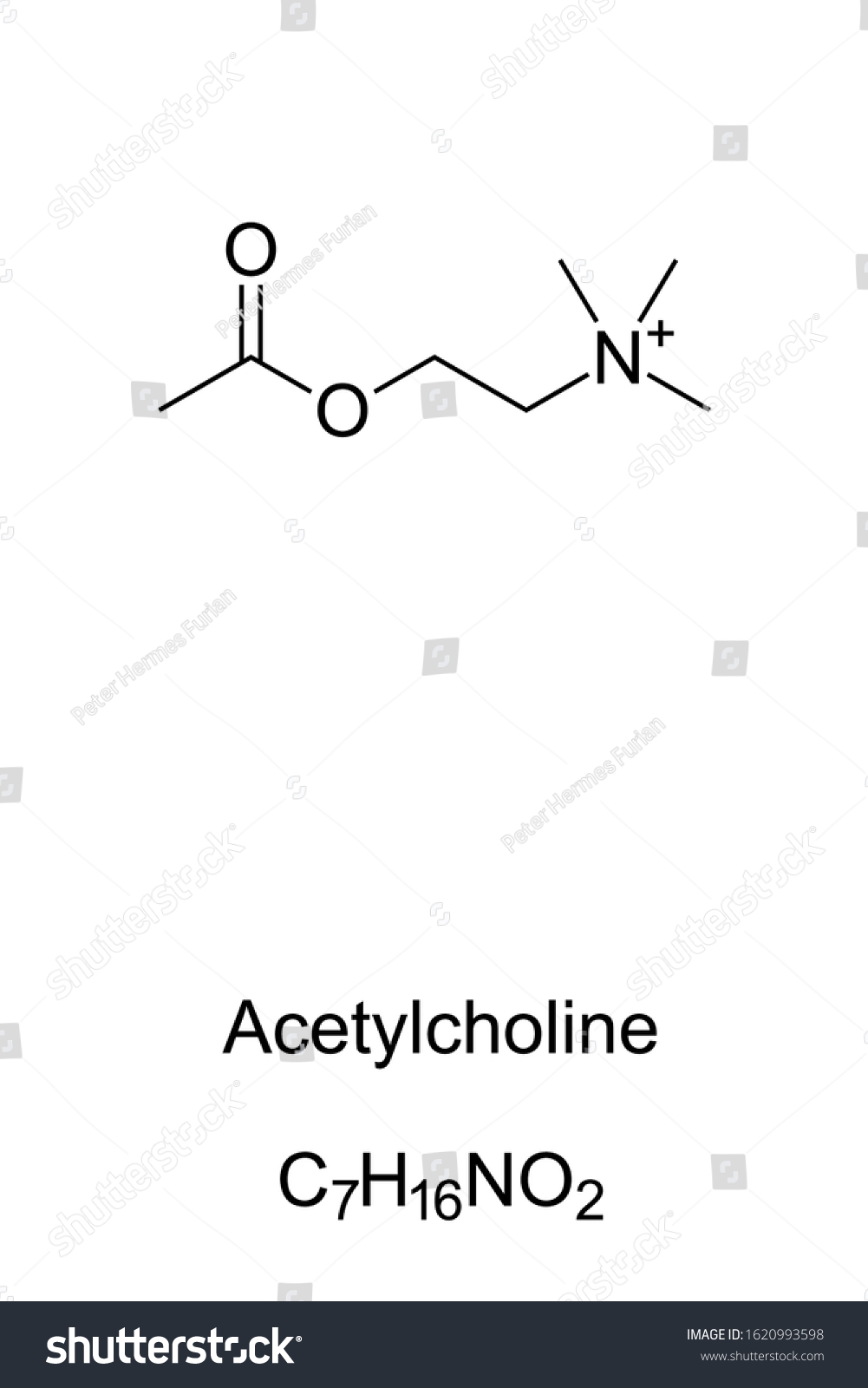 Acetylcholine Molecule Skeletal Formula Structure C7h16no2 Stock Vector Royalty Free 0842