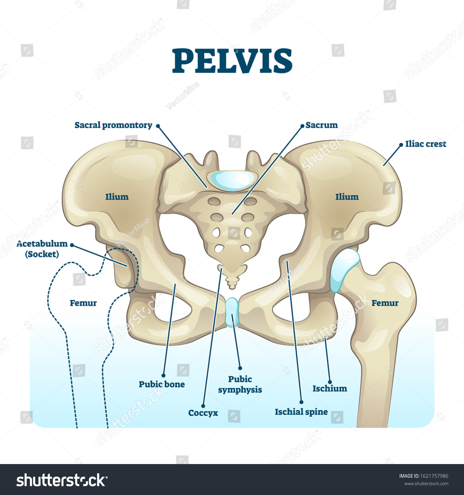 Pelvis Anatomical Skeleton Structure Labeled Vector: Immagine ...