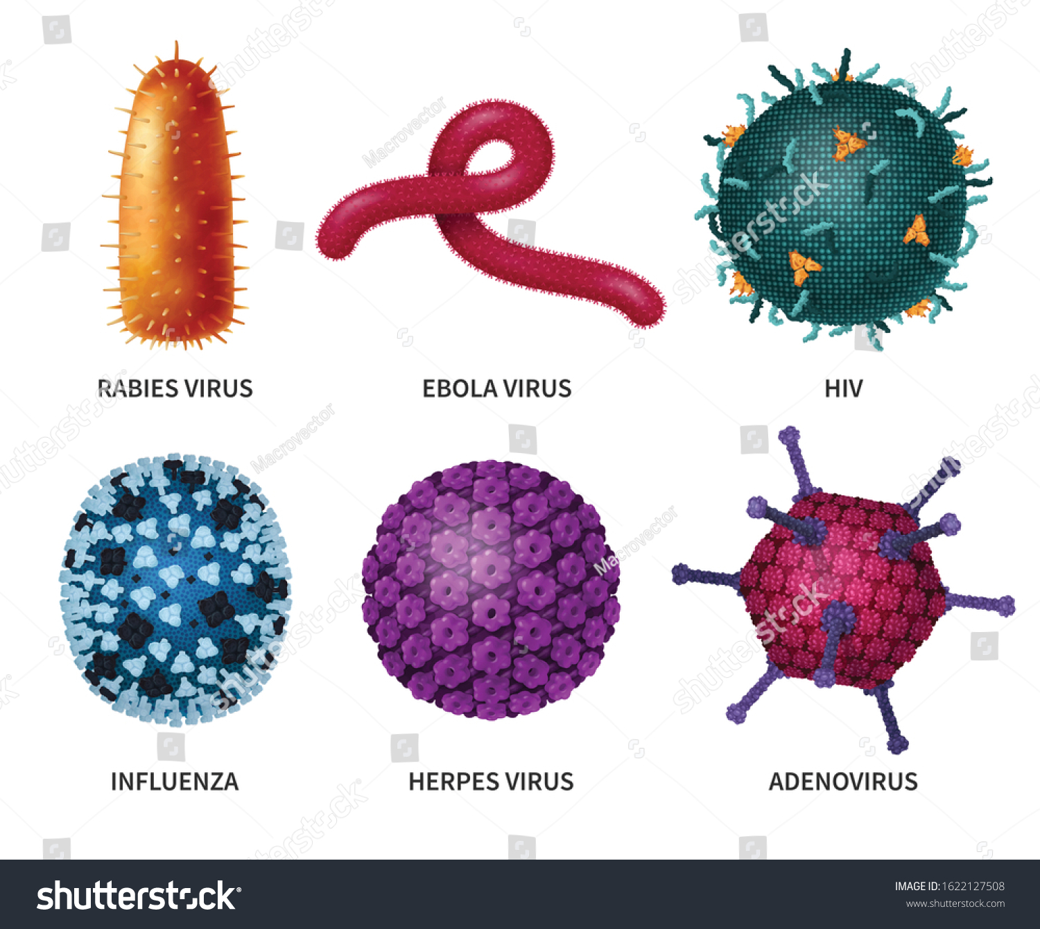 Viruses Realistic Set Six Isolated Colourful Stock Vector (Royalty Free ...