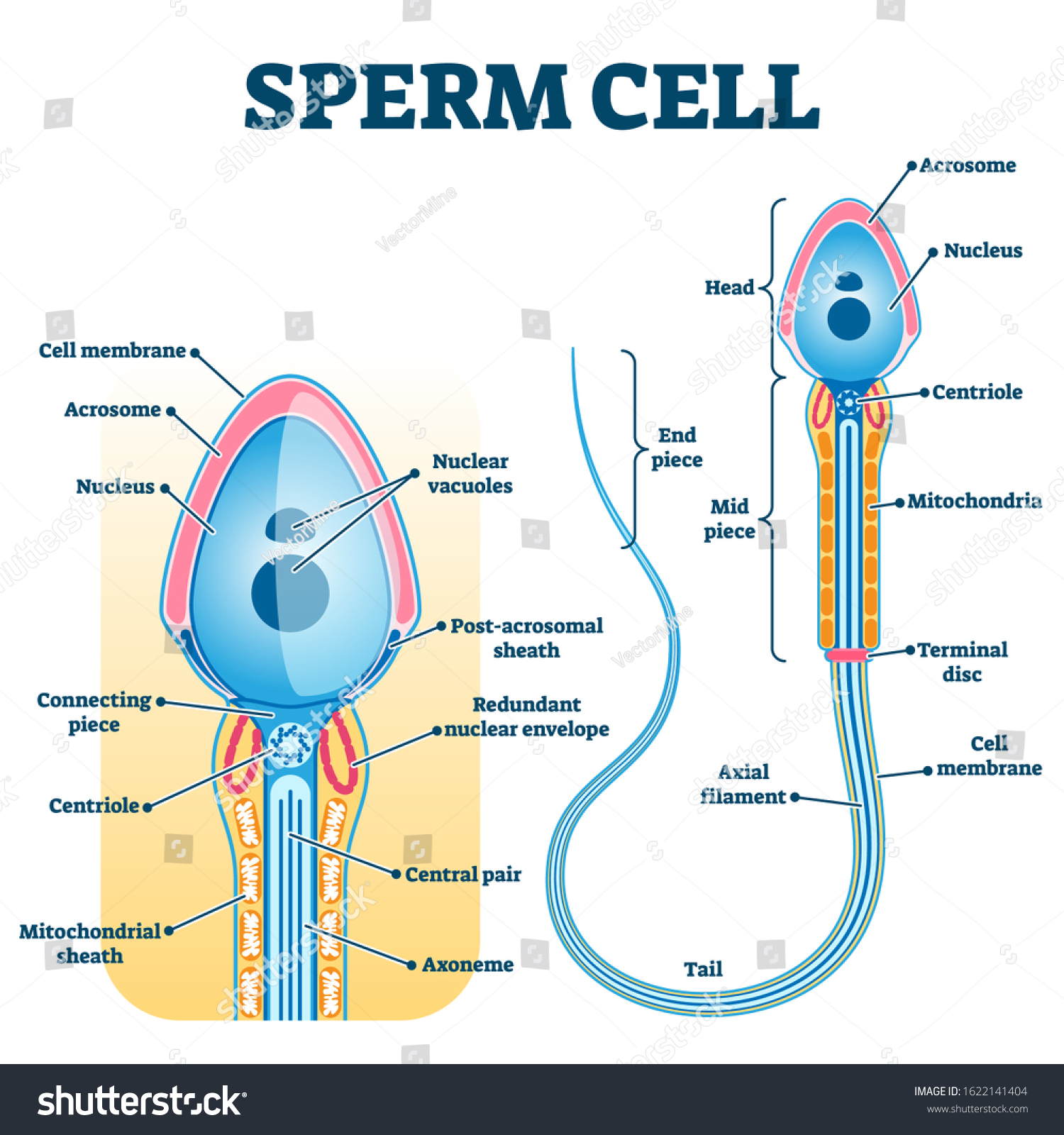 где в организме храниться сперма фото 17