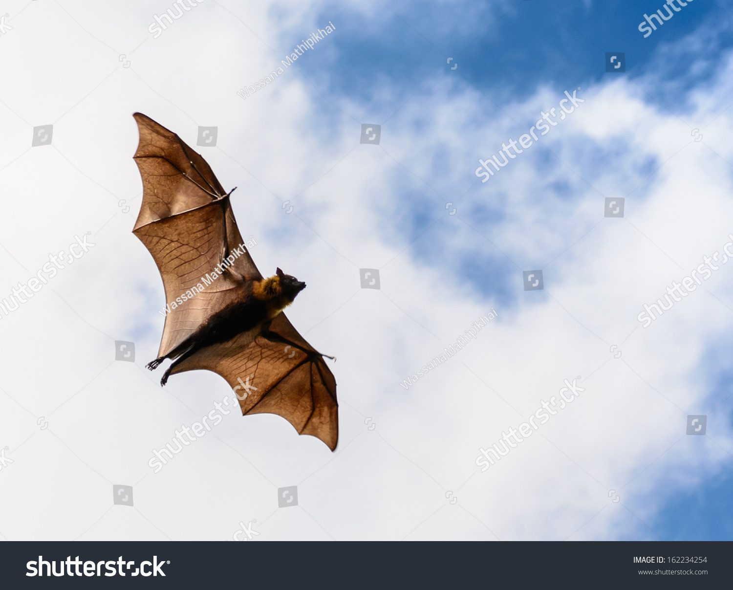 Flying Fox On Blue Sky Stock Photo 162234254 | Shutterstock