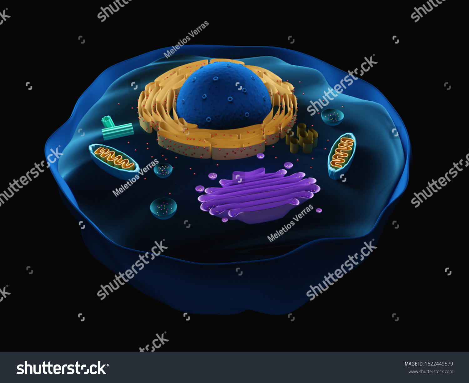 3d Illustration Eukaryotic Cell Stock Illustration 1622449579 ...