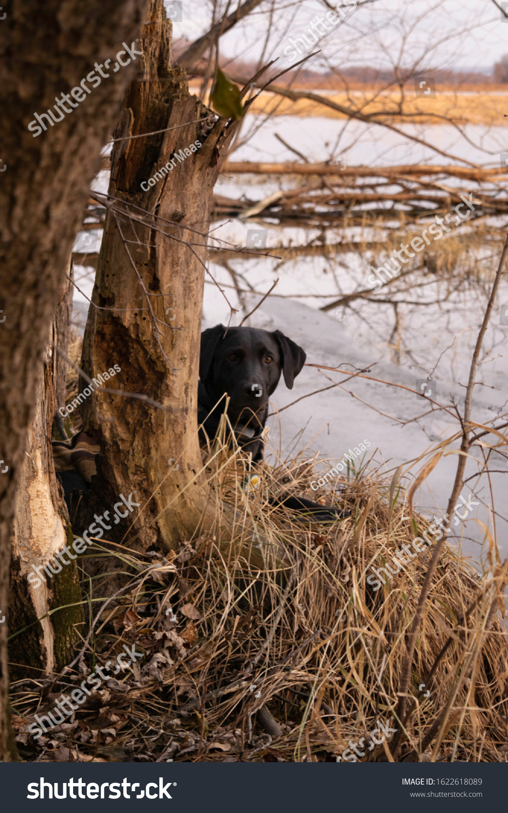 are black labs good hunting dogs