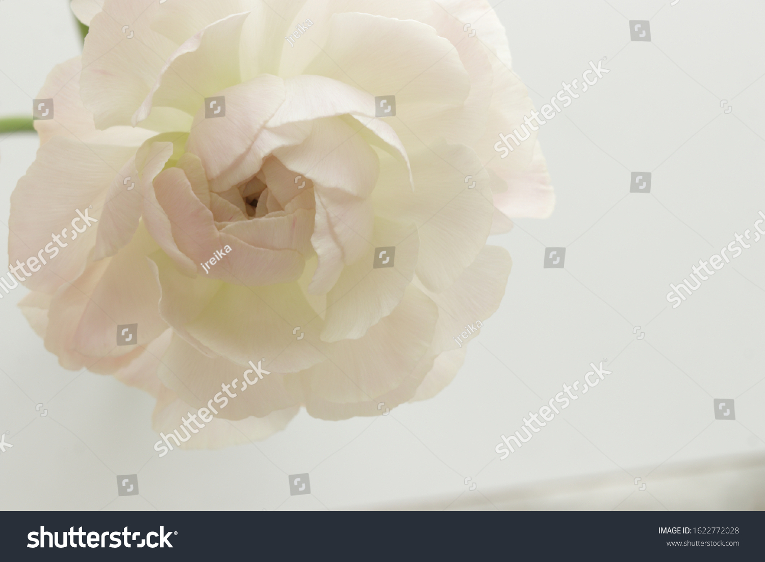 Pink Ranunculus Spring Flower Background Stock Photo 1622772028