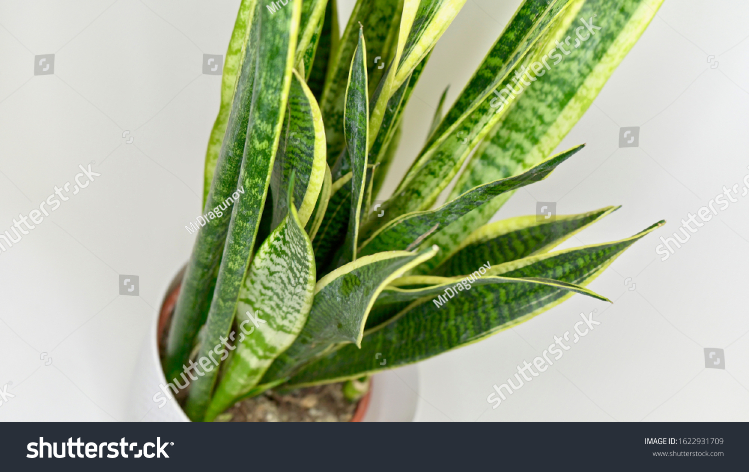 Snakes Tongue Plant On White Background Stock Photo 1622931709 