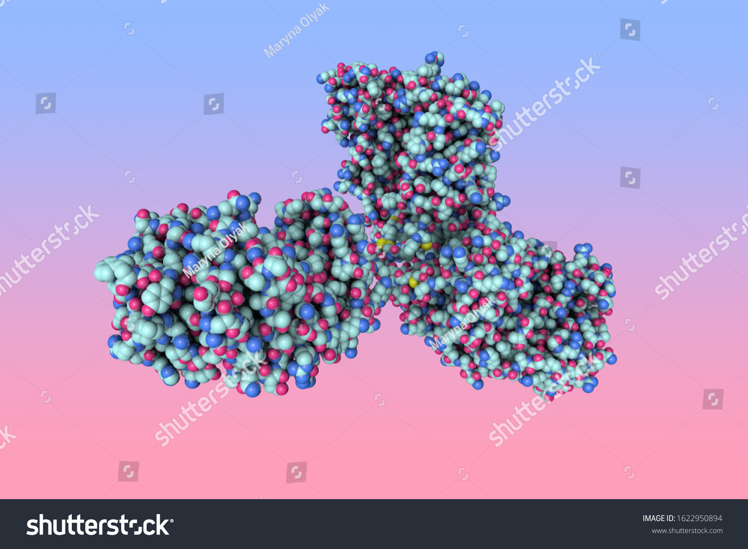 Spacefilling Molecular Model Intact Human Immunoglobulin Stock