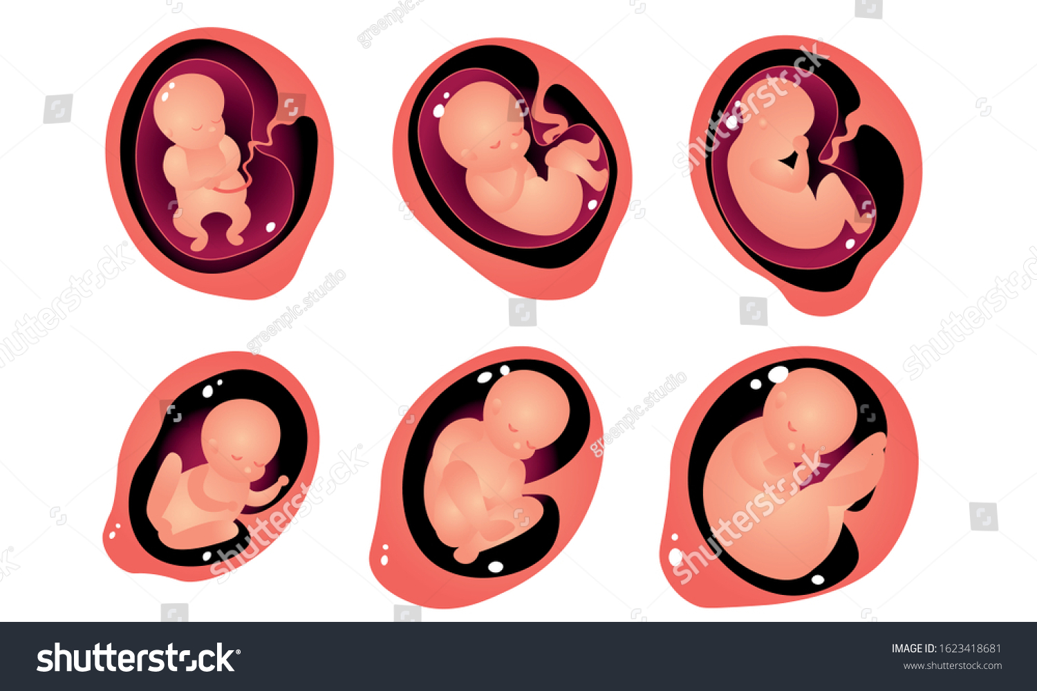 Stages Embryo Development Womb Vector Illustration Stock Vector ...