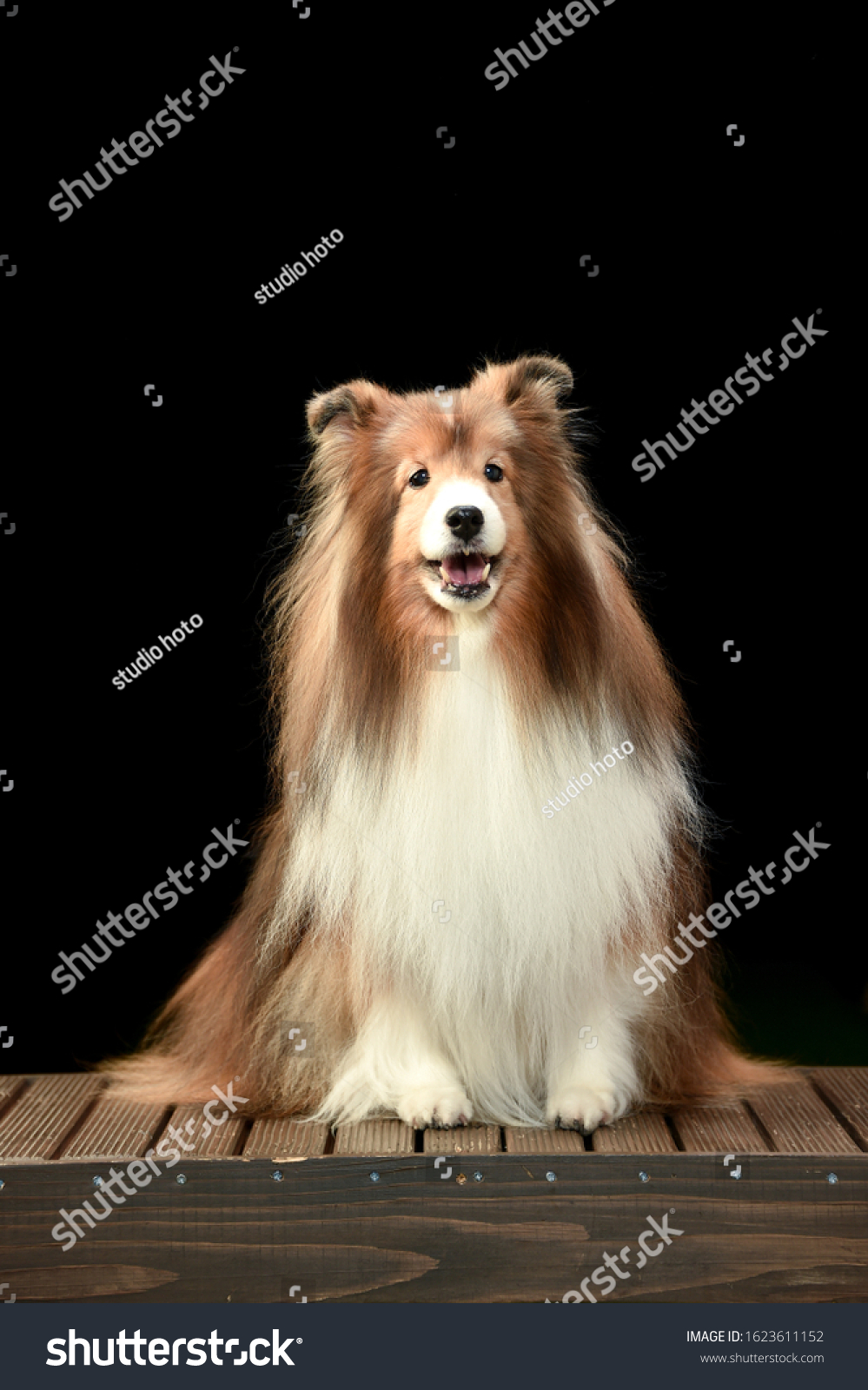 Shetland Sheepdog Japanese Photo Studio Stock Photo 1623611152