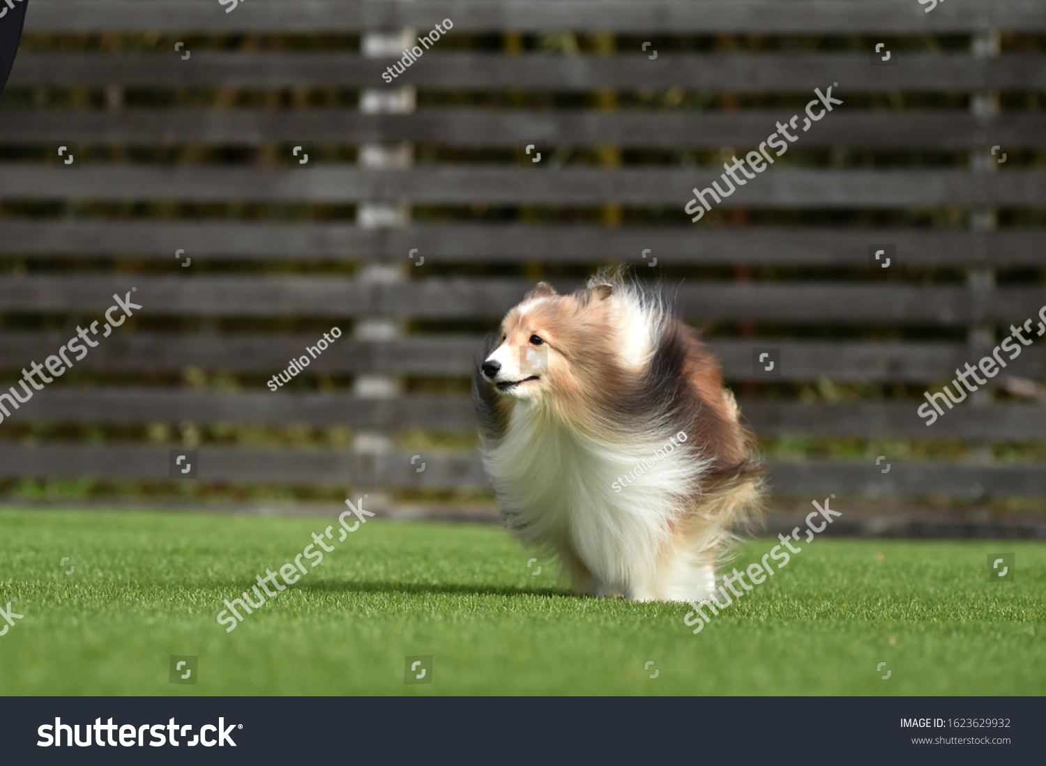 Shetland Sheepdog Japanese Photo Studio Stock Photo 1623629932