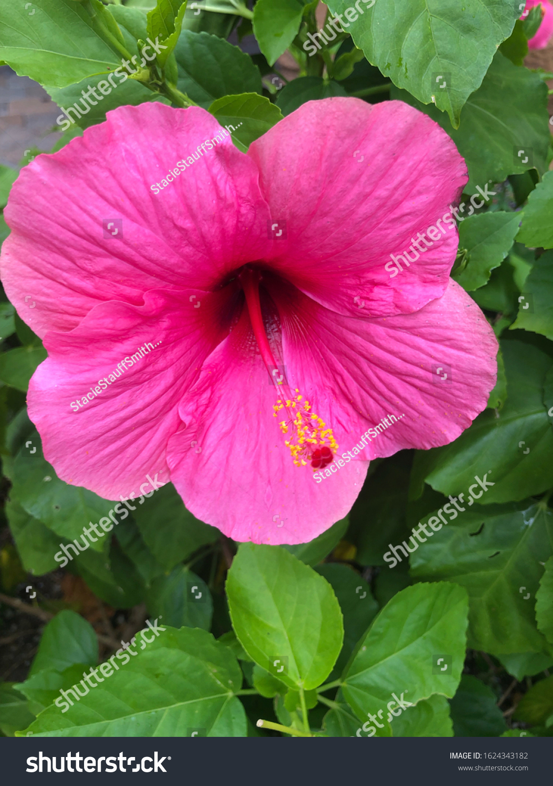 hibiscus up close