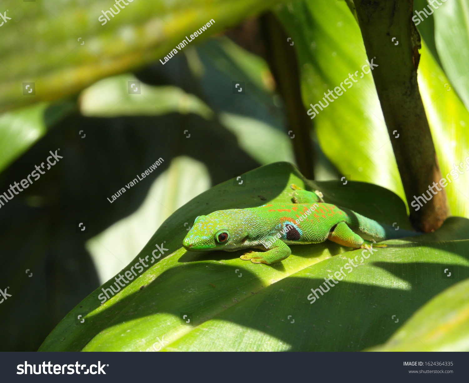 One Most Beautiful Lizards Phelsuma Quadriocellata Stock Photo ...